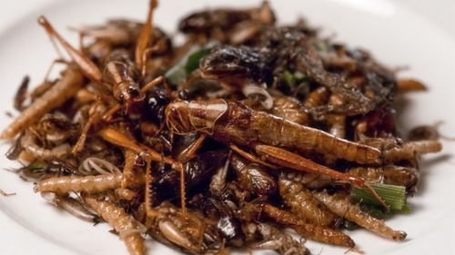 1939 Will We All Be Eating Insects In 50 Years?
