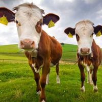 185 Our Taste For Meat And Dairy Is Risking Climate Goals