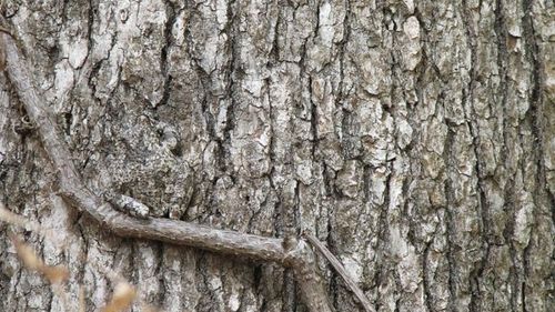 308 Masters of Disguise: Top 25 Camouflaged Animals