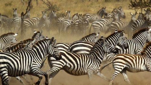 576 Why Are Zebras Stripy?