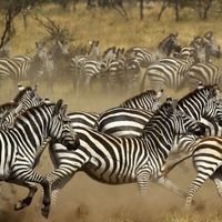 576 Why Are Zebras Stripy?