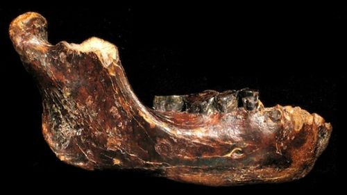 709 First Ever Archaic Human Jawbone Discovered in Taiwan