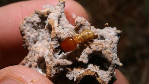 835 Termite Mounds Can Prevent Spread Of Deserts In Vulnerable Ecosystems