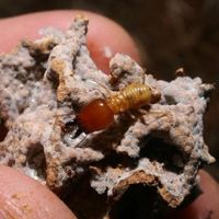 835 Termite Mounds Can Prevent Spread Of Deserts In Vulnerable Ecosystems