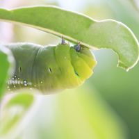 941 How Plants Respond To Damage Is Dependent On The Type of Insect Harming It
