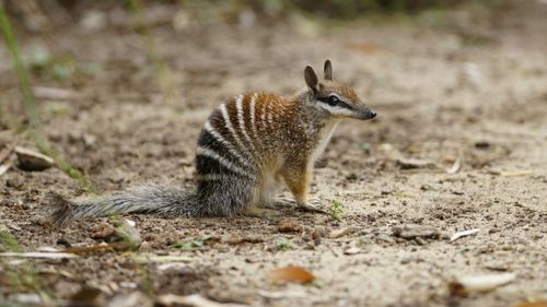 951 Australia's Mammals Are On The Edge