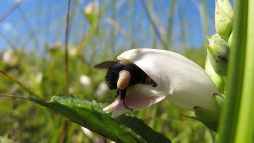 997 Flower Pharmacies Help Bees Fight Parasites