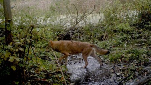 1721 Camera Traps Reveal What's Happening As Wildlife Reclaims Chernobyl