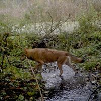 1721 Camera Traps Reveal What's Happening As Wildlife Reclaims Chernobyl