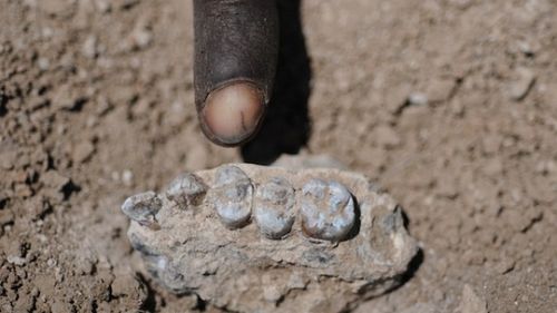177 New Hominin Species Discovered in Ethiopia