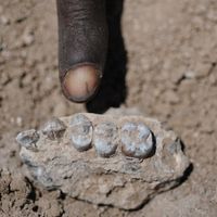 177 New Hominin Species Discovered in Ethiopia