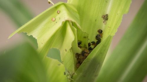 2389 Caterpillars Disarm Corn With Their Poop