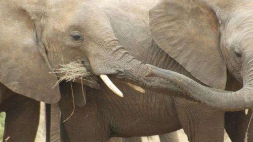 255 Can Elephants Retain Their Social Bonds In The Face Of Poaching?