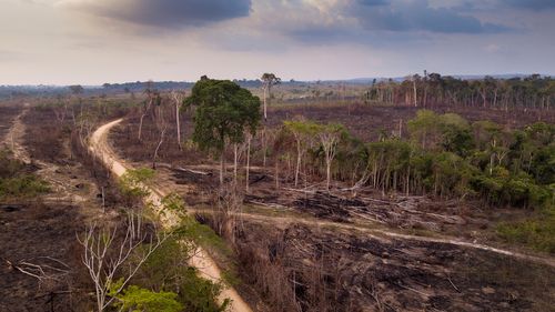 Amazon deforestation.