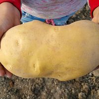 This is a big potato. Dug is a big not a potato.