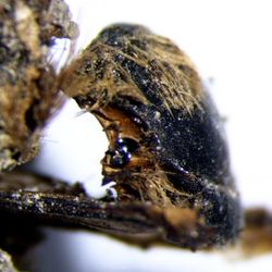 3,000-year-old mummified bee