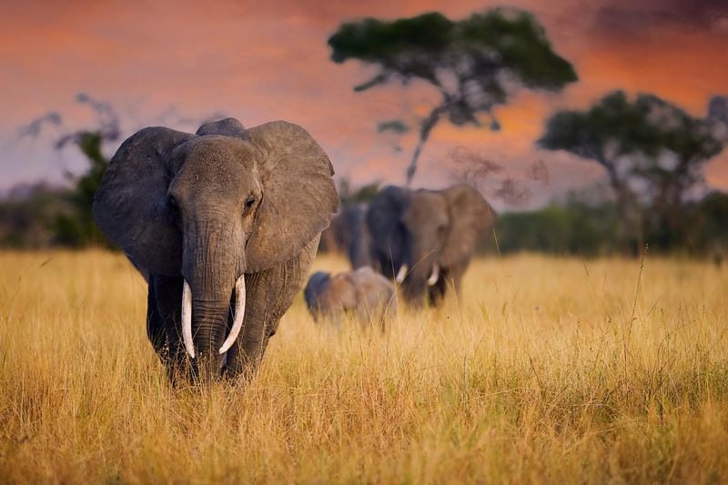 three African elephants walking through grassland against an orange sky