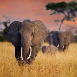 three African elephants walking through grassland against an orange sky