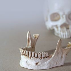 Ancient hominid jawbone