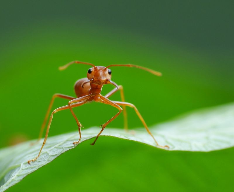 A red little ant on a green leaf.