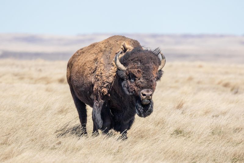A photo of a plains bison out on the landscape. 
