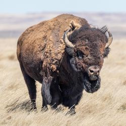 A photo of a plains bison out on the landscape. 