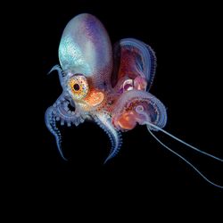 A colorful blanket octopus with a large eye, against a black underwater background.