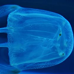 box jellyfish 