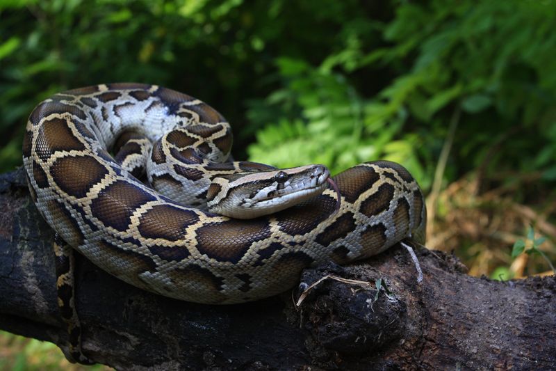 A Burmese python curled up on a tree branch.