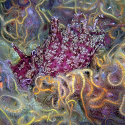 Purple, spotted California Sea Hare surrounded by Spiny Brittle Stars in shades of yellow and green