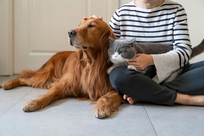 cat and dog sat with person on floor