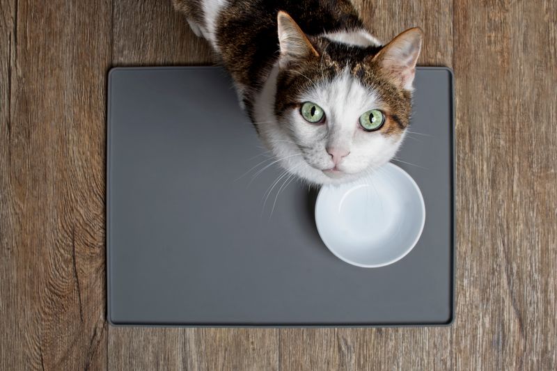 Cat looks directly up at the camera waiting by an empty white bowl on a grey mat.