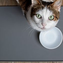 Cat looks directly up at the camera waiting by an empty white bowl on a grey mat.