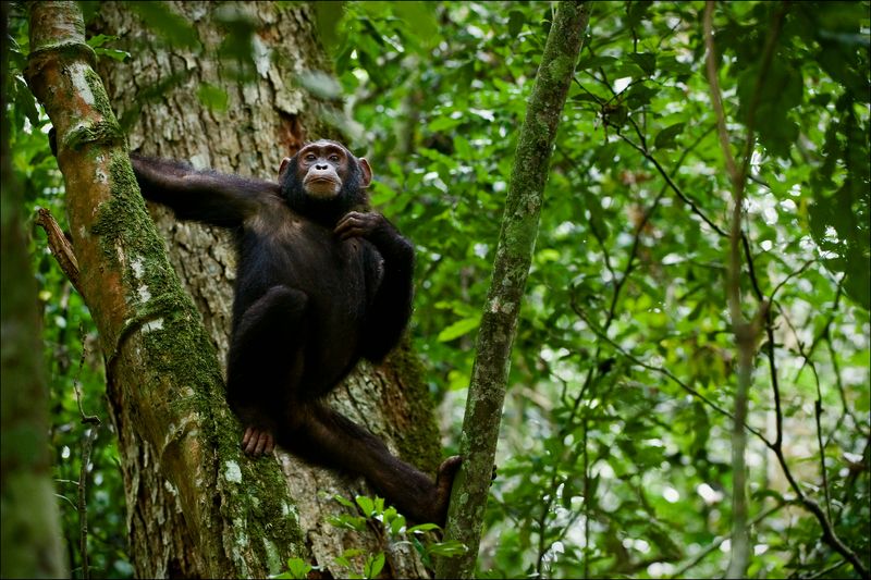 Chimpanzee in a tree gripping on with arms. Looking down at the camera.