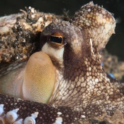 close-up photo of octopus