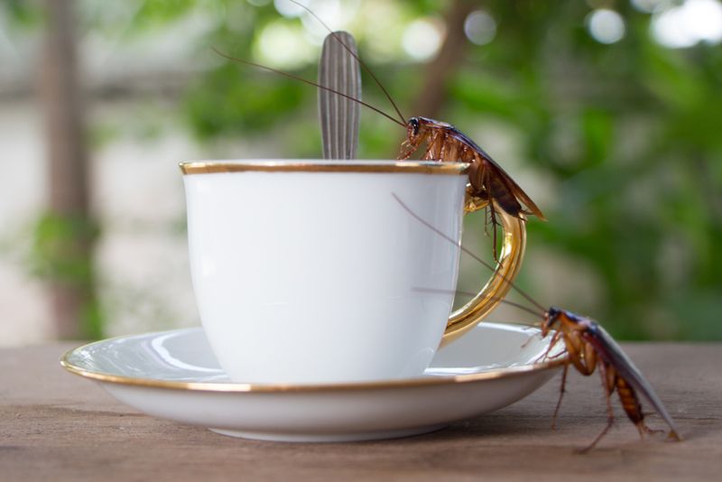 Two sneaky cockroaches creeeping up the side of an elengant white china coffee cup 