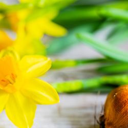 Both the yellow buds and bulbs of daffodils can look extremely similar to salad onions and chives. 