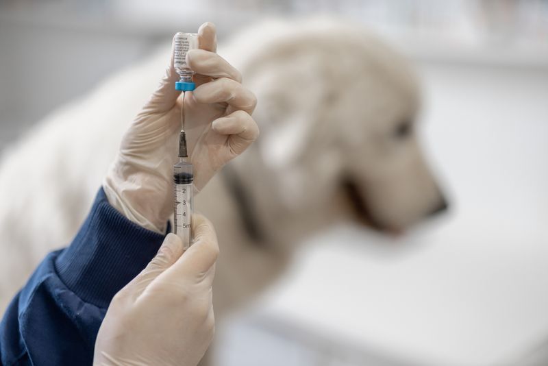 Vet holding a syringe with a vaccine near a big white dog.