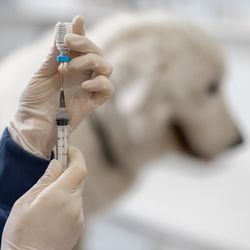 Vet holding a syringe with a vaccine near a big white dog.