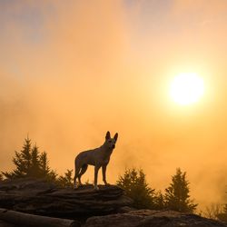 Dog at sunset from Mount Craig in North Carolina