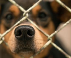 Dog behind fencing in an adoption shelter, close up on its nose