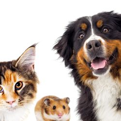 Image of a cat, dog, and a hamster. 