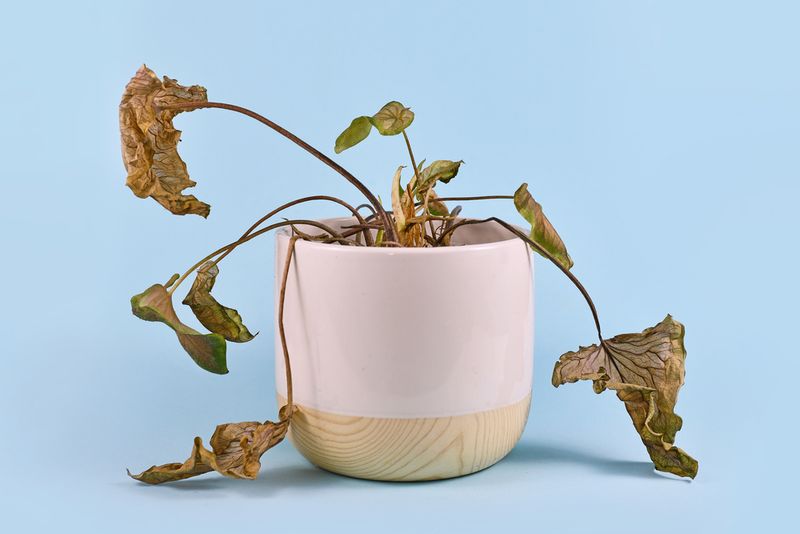 Dying house plant in white pot on blue background