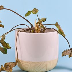 Dying house plant in white pot on blue background