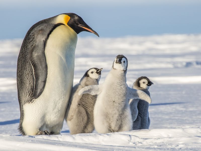A photo of a large emperor penguin and three fluffy grey chicks. 