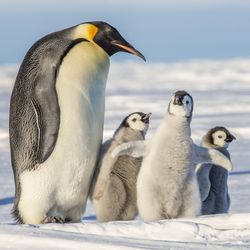 A photo of a large emperor penguin and three fluffy grey chicks. 