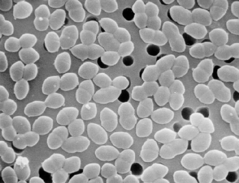 scanning electron micrograph image of enterococcus bacteria