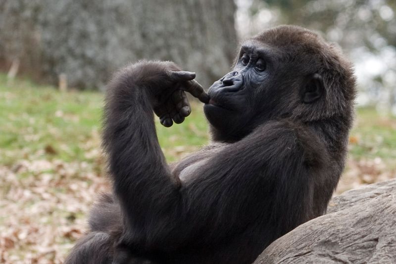 Gorilla with its finger in its mouth