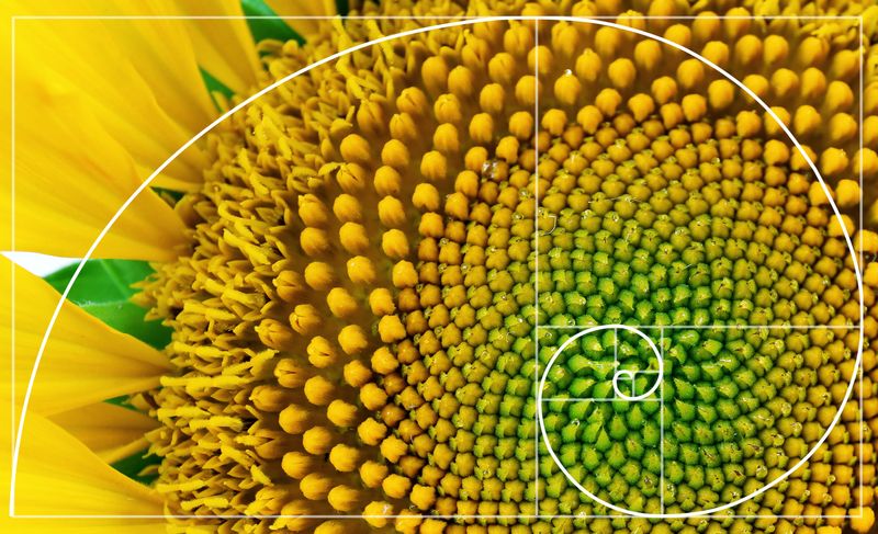 Sunflower head with overlaid Fibonacci spiral in white
