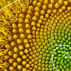 Sunflower head with overlaid Fibonacci spiral in white